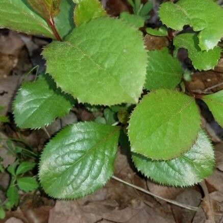 Viburnum rufidulum Foglia