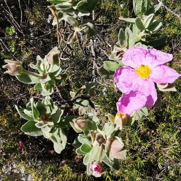 Cistus albidus Kwiat