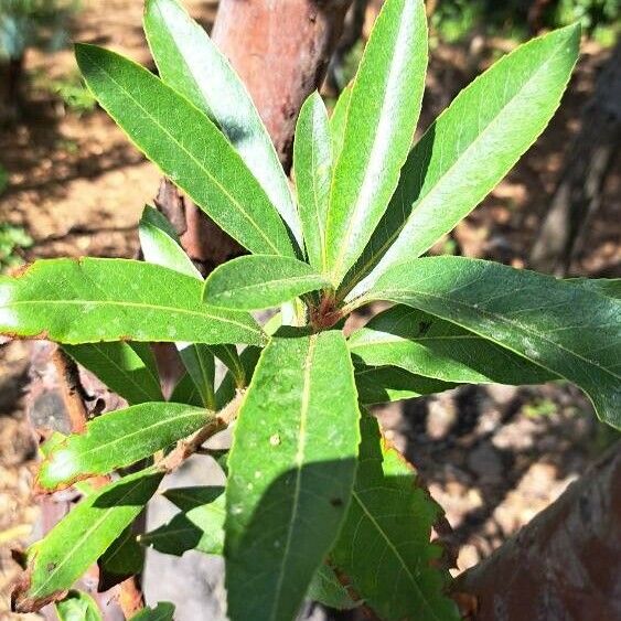 Arbutus canariensis Blad