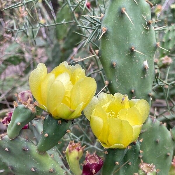 Opuntia humifusa Flower