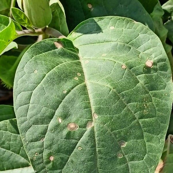 Datura innoxia Lapas