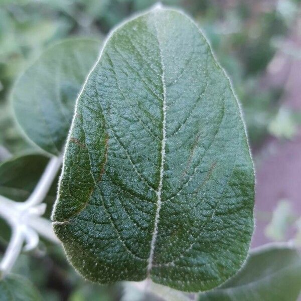 Salvia discolor Leaf