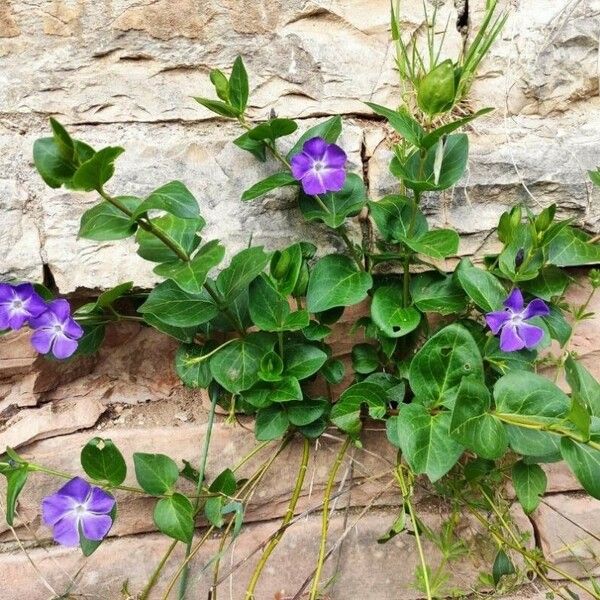 Vinca major Flor