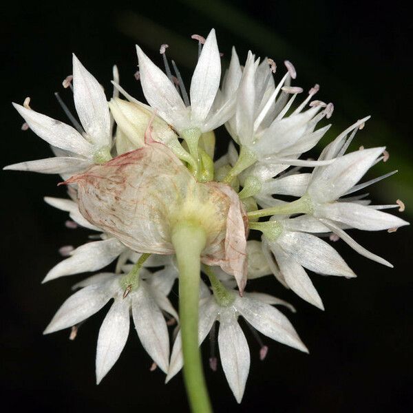 Allium amplectens Blüte