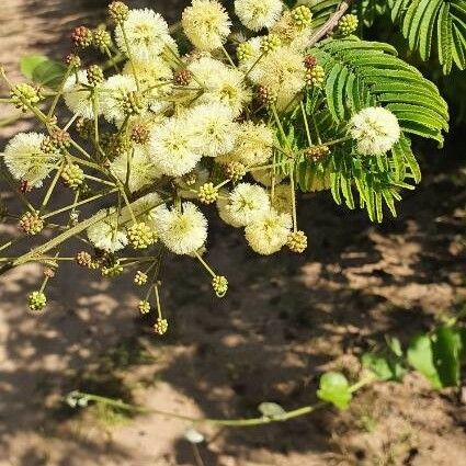 Senegalia brevispica 花