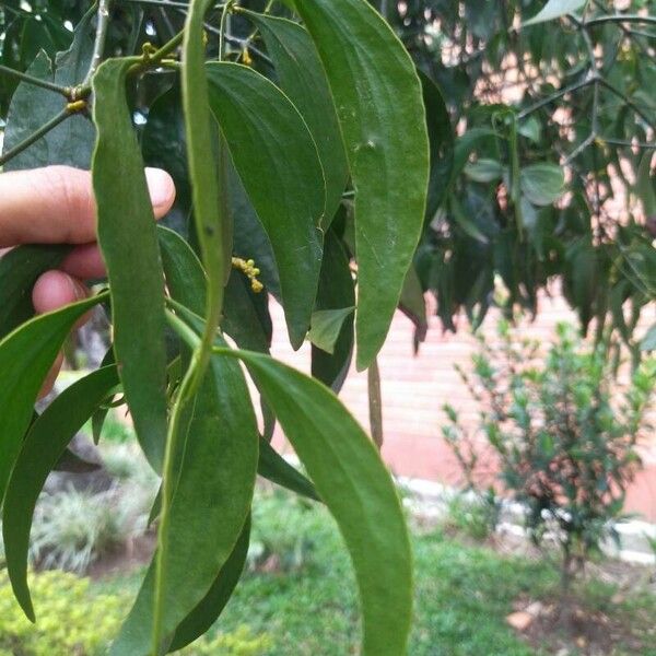 Acacia auriculiformis 葉