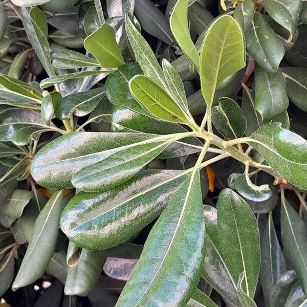 Pittosporum tobira Folha