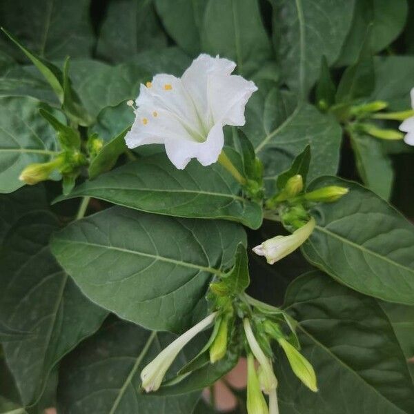 Mirabilis jalapa Flower