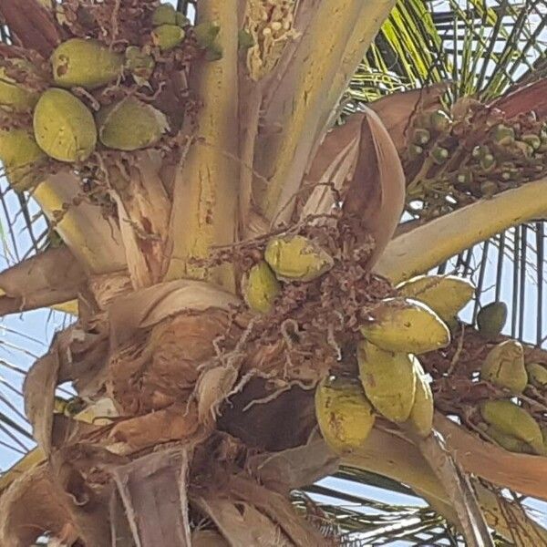 Cocos nucifera Plod