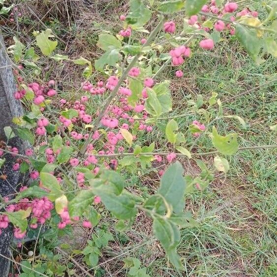 Euonymus europaeus Alkat (teljes növény)