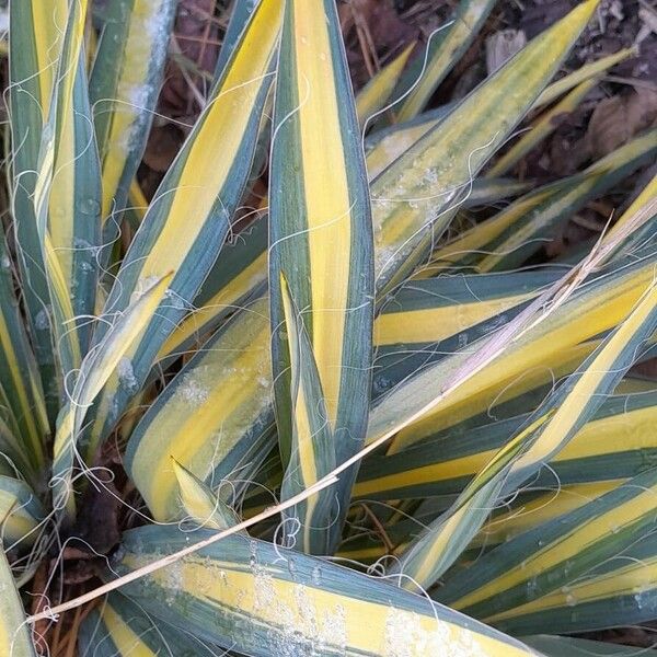 Yucca filamentosa 葉