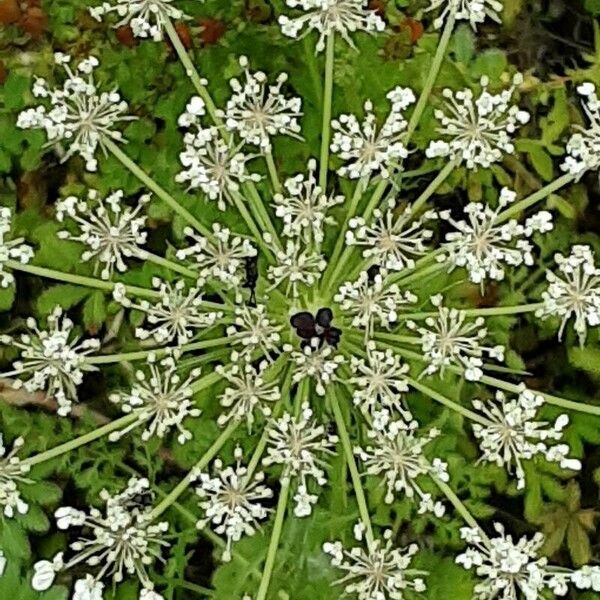 Ammi majus Floro