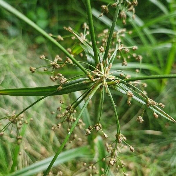 Scirpus sylvaticus Vaisius