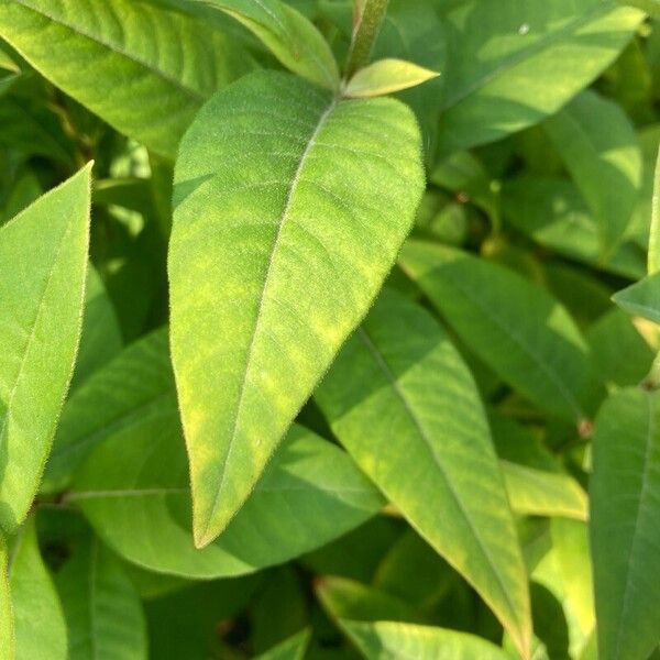 Lysimachia clethroides Leaf