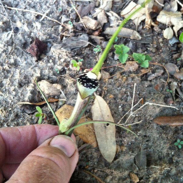 Aristolochia erecta 花