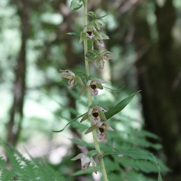 Epipactis helleborine 花