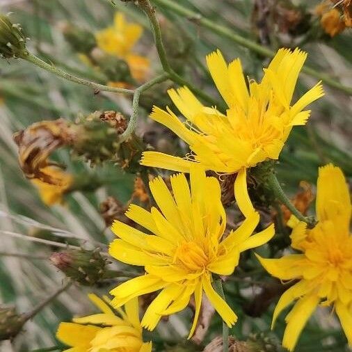 Hieracium umbellatum Flower