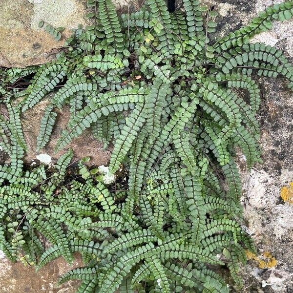 Asplenium trichomanes Leaf