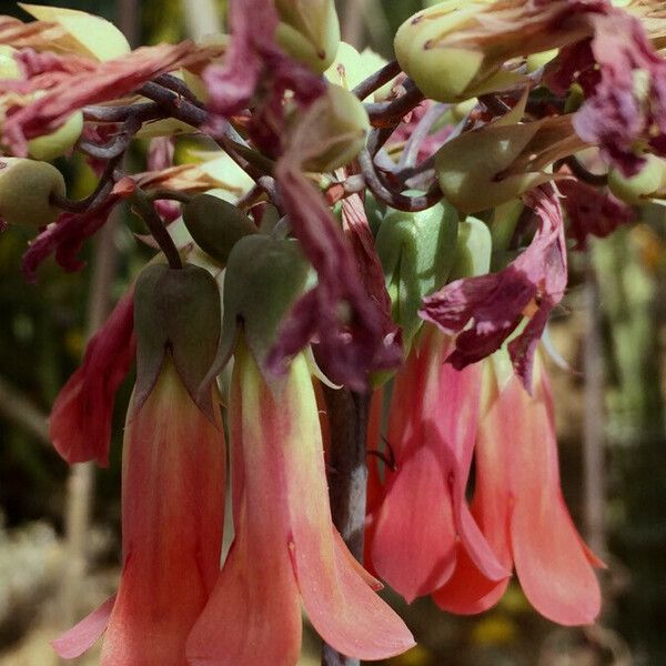 Kalanchoe delagoensis 花