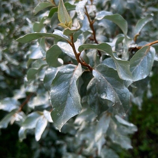 Elaeagnus commutata Folha