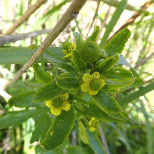 Ranunculus sceleratus Kvet