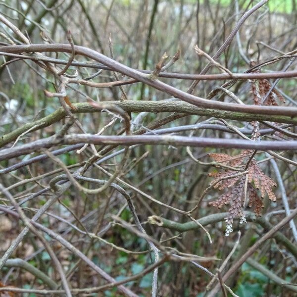 Clethra alnifolia Bark