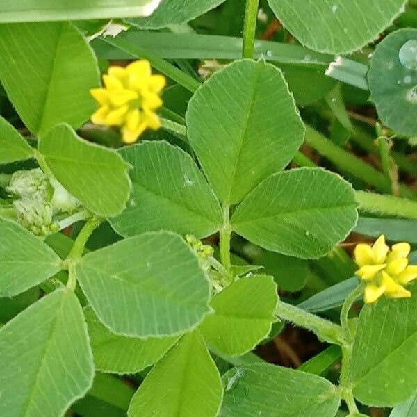 Medicago lupulina Leht