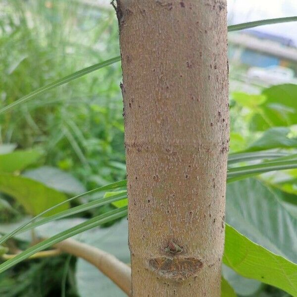 Ficus auriculata خشب