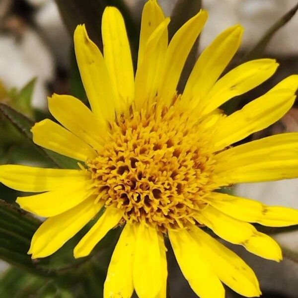 Pentanema ensifolium Flors