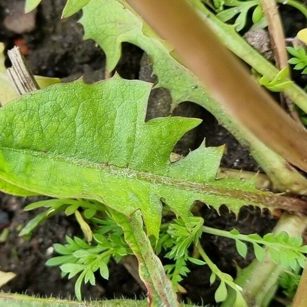 Taraxacum campylodes Leaf