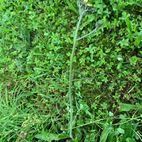 Pilosella caespitosa Blomst