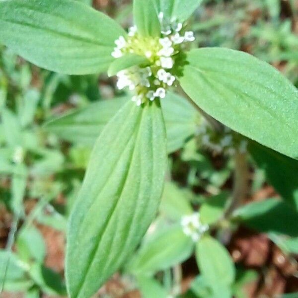 Mitracarpus hirtus Flor