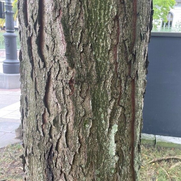 Gleditsia sinensis Bark