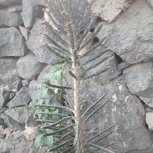 Kalanchoe delagoensis Leaf