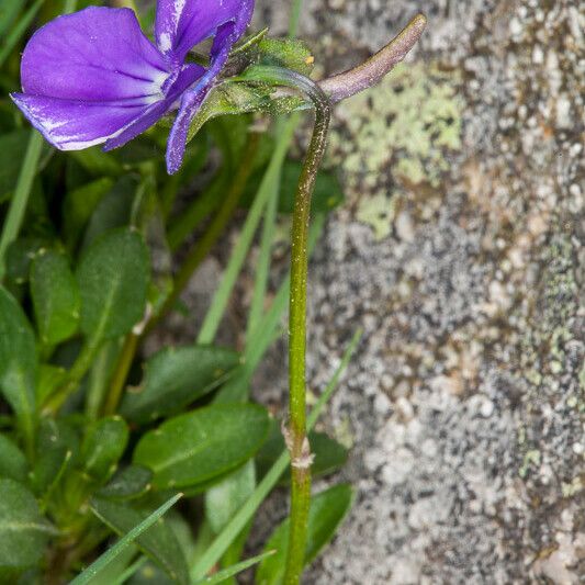 Viola corsica Цвят