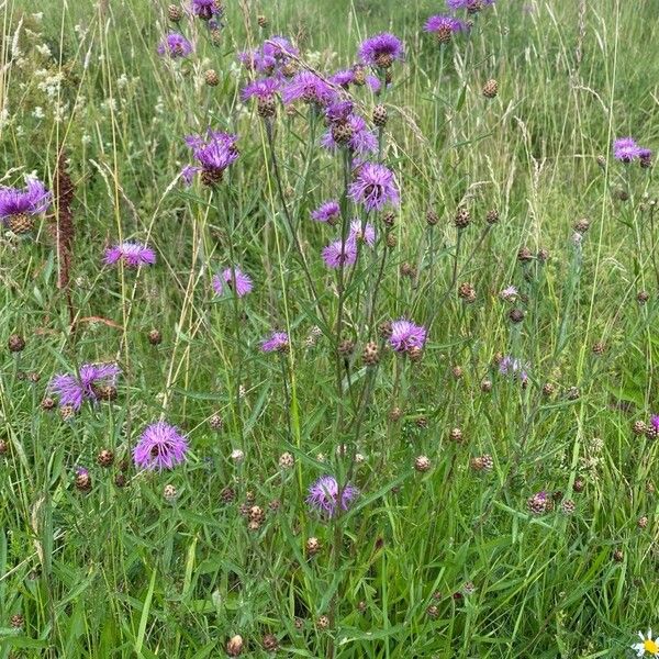 Centaurea napifolia Habitat