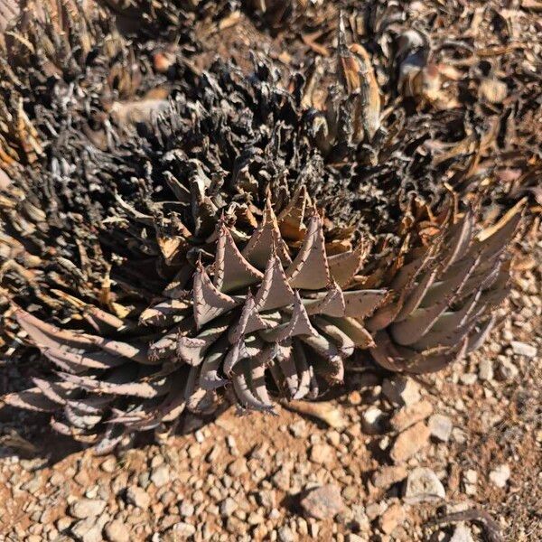 Aloe claviflora Azala