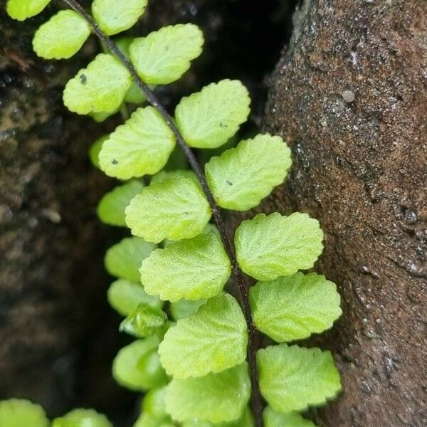 Asplenium trichomanes 叶