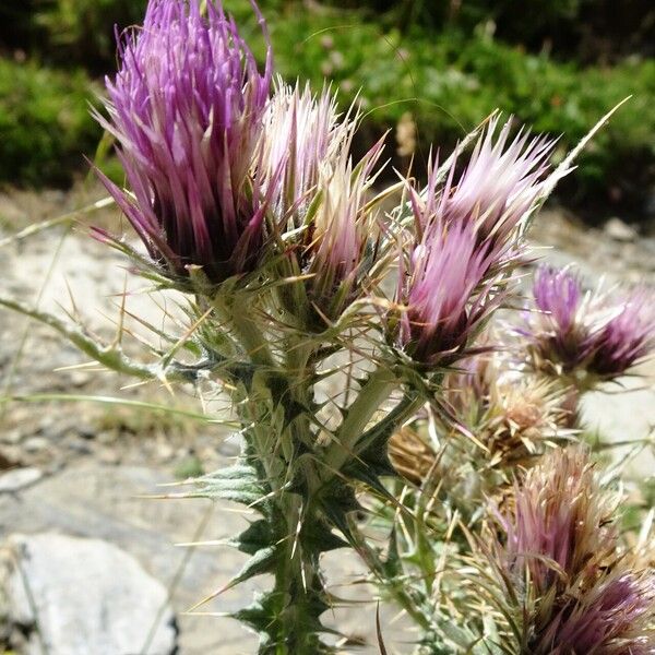 Carduus carlinoides Flower