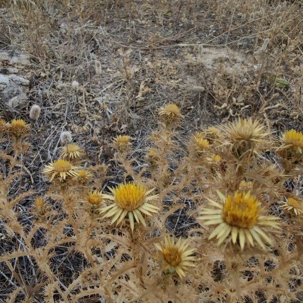 Carlina corymbosa Habit