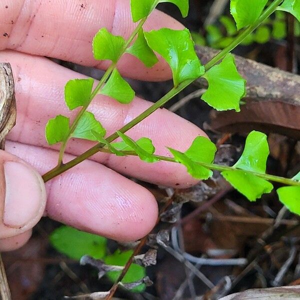 Lindsaea stricta Blad