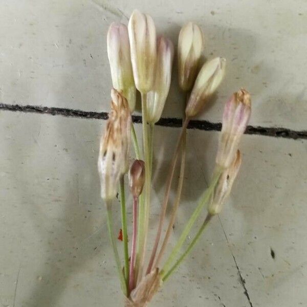 Allium paniculatum 花