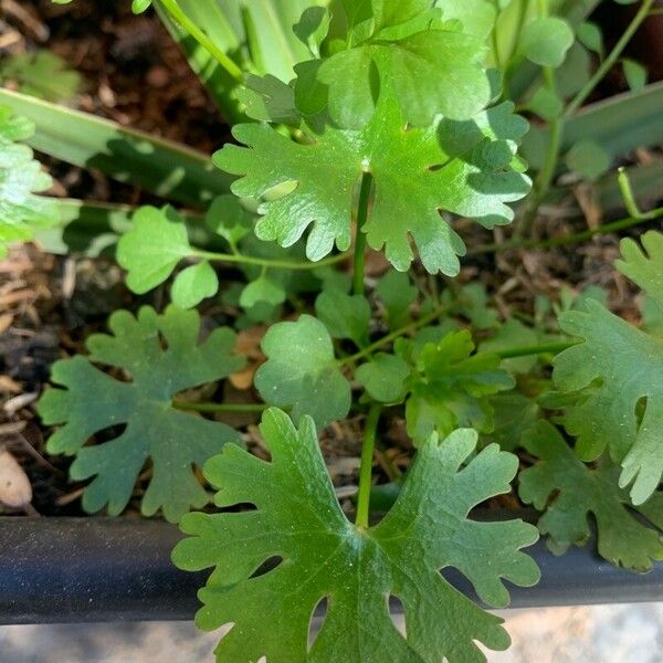 Ranunculus sceleratus Yaprak