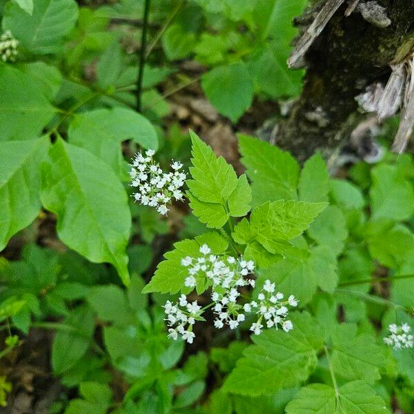 Osmorhiza longistylis Листок