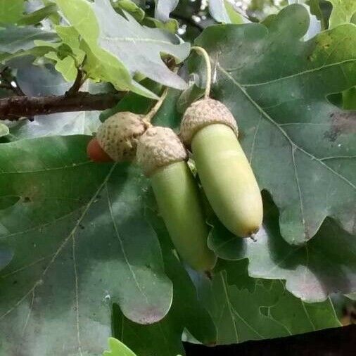 Quercus pubescens Fruit