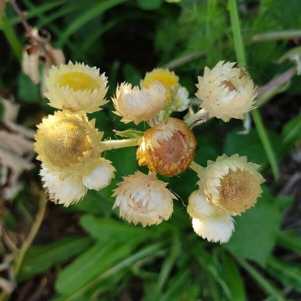 Helichrysum foetidum Кветка