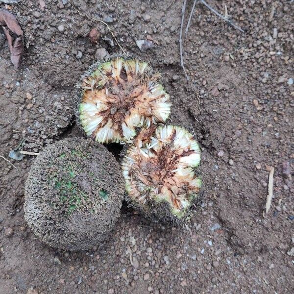 Treculia africana Плод