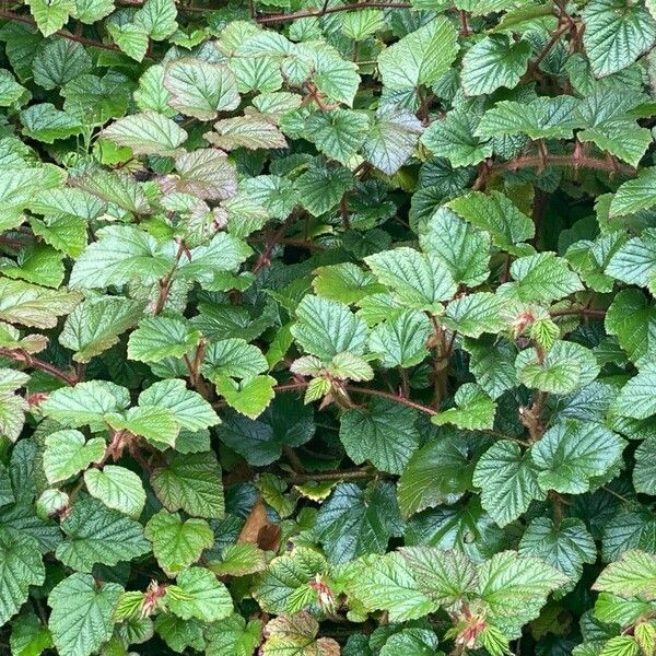 Rubus tricolor Frunză