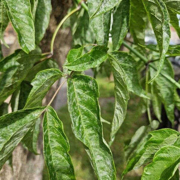 Aralia elata Φύλλο