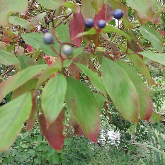 Cornus amomum Hoja